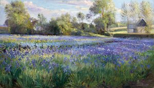 Luce screziata sul campo di iris da Timothy Easton